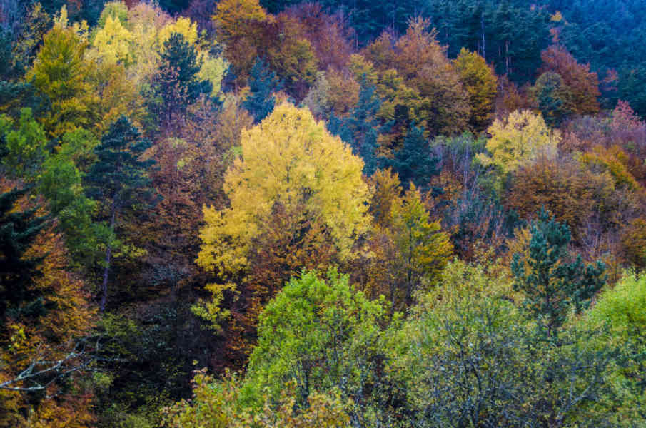 Comunidad Foral de Navarra 158 - valle de Roncal.jpg